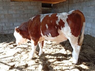 Иттер: Сатам | Бука (эркек) | Бордоп семиртүү үчүн — 6