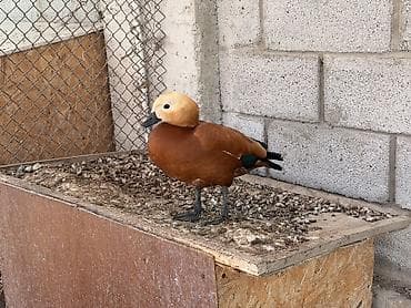 Огарь (Tadorna ferruginea) — декоративная утка для частных вольеров и