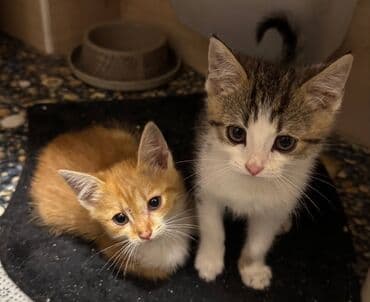 новорожденные котята: Два малыша, возрастом примерно 1 месяц, ищут добрые и ласковые руки! — 2