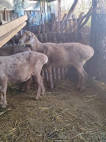 отдам собаку в хорошие руки бишкек: Продаю | Овца (самка) | Для разведения — 2