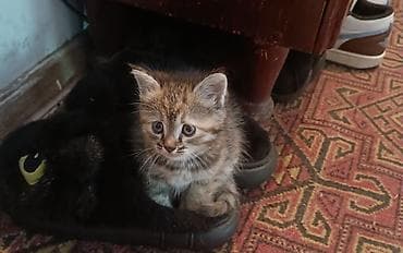 коты город ош: Котята. Бесплатно - Окрас: двое рыжих тигровых, двое серых/дымчатых — 3
