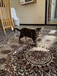 собака бульдок: Беспородная, 2 года, Девочка, Кастрирована, Приучена к лотку, Проглистована — 4