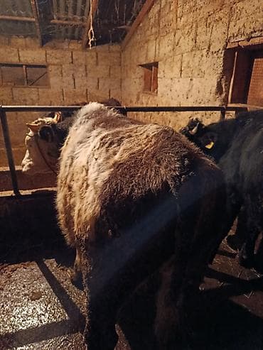 Башка жаныбарлар: Сатам | Бука (эркек) | Бордоп семиртүү үчүн | Байланган — 1