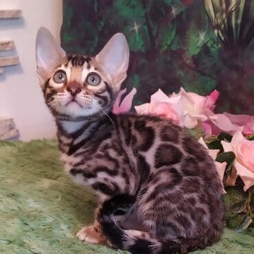 куда можно отдать собаку в бишкеке: Бенгальская, 2 месяца, Девочка — 2