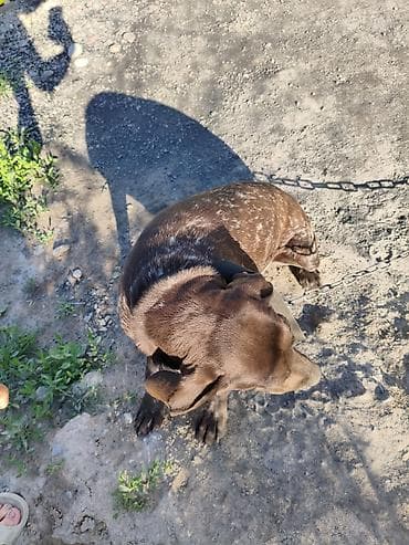 Продажа собак: Курцхаар, 1 год, Самка, С прививкой — 2