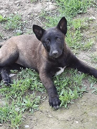 белгинский афчарка малинуа: Бельгийская овчарка, 2 месяца, Самка, С родословной, С прививкой — 3
