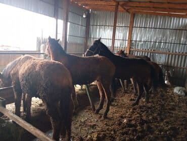 куда отдать собаку бишкек: Продаю | Кобыла (самка), Жеребец | На забой | Племенные — 1