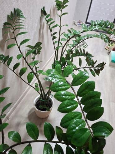 мандарин дерево: Растение Замиокулькас или денежное дерево Отличается глянцевыми — 4