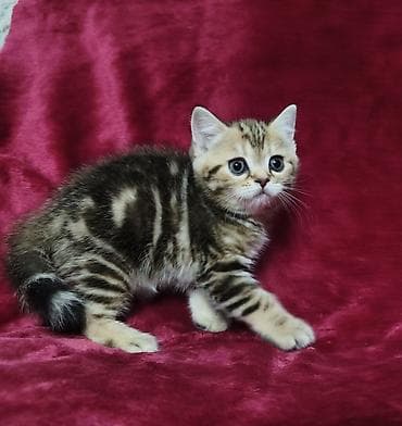 шотландская прямоухая кошка: Питомник шотландских кошек предлагает к предварительному резерву — 2