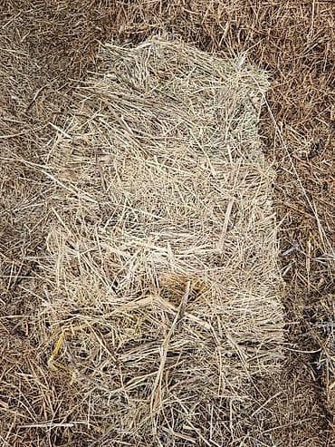 сладкий кукуруз: Сено в тюках - Натуральное луговое сено, спрессованное в — 1
