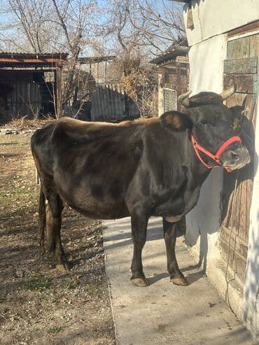цена пшеницы в бишкеке 2022: Продаю | Корова (самка) | Полукровка — 5
