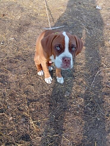 Вязка собак: Боксёр, 3 месяца, Самец, С прививкой — 3