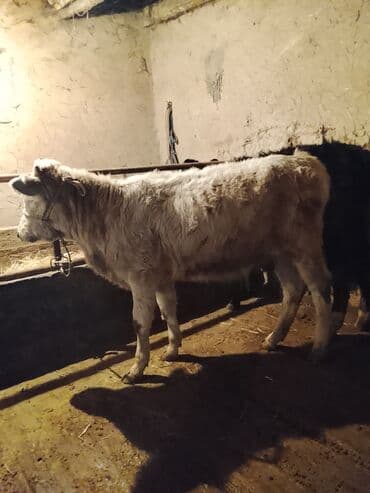 дойный коров: Продаю | Тёлка | На откорм | Нетель — 4