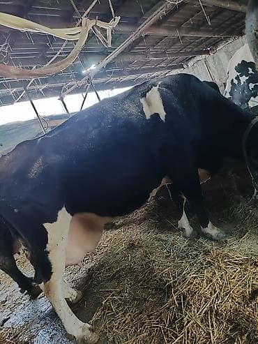 кошка рэгдолл: Продаю | Корова (самка), Тёлка | Голштин, Швицкая | Для разведения | Племенные, Стельные, Нетель — 10