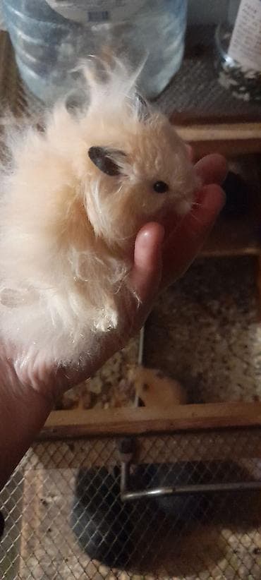 сирийские хомяки: Хомяки декоративные, несколько окрасов и типов шерсти. - В наличии — 5