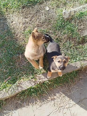 Собака даром: Дворняжка, 2 месяца, Самец