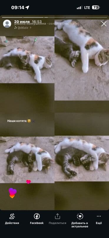 Отдам даром Есть еще один белый на фото видно Приучены к лотке