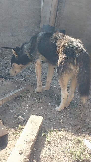 сколько стоит чихуахуа в бишкеке: Хаски, 1 год, Самка, С родословной — 3