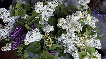 цветы пеларгонии: Срезанные ветви сирени белого цвета — пышные соцветия - Сортовая — 2