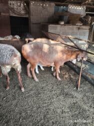 продажа щенков немецкой овчарки с документами в бишкеке: Сатам | Ургаачы кой (ургаачы) | Союуга — 4