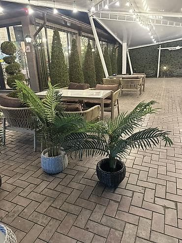 простой: Декоративные напольные растения в кашпо для интерьера и террас - — 5