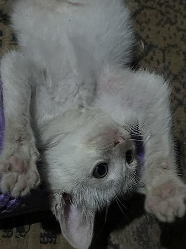 scottish fold: Котёнок, белый с серо‑чёрными пятнышками - Примерный возраст: котёнок — 2