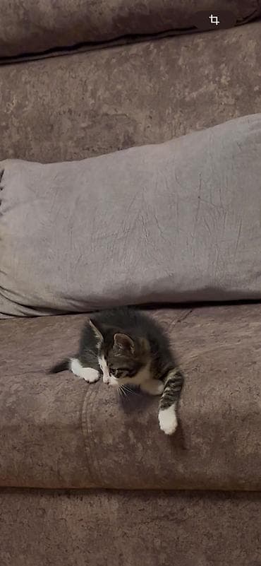 продажа котят мейн кун: Майнкун метисы Отец - дворовой крутыш🦁(крупный) Мать - Майнкун к — 3