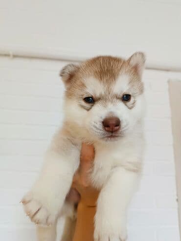 верхняя одежда для мальчиков эрдэнэт: Хаски, 1 месяц, Самец, С родословной — 1