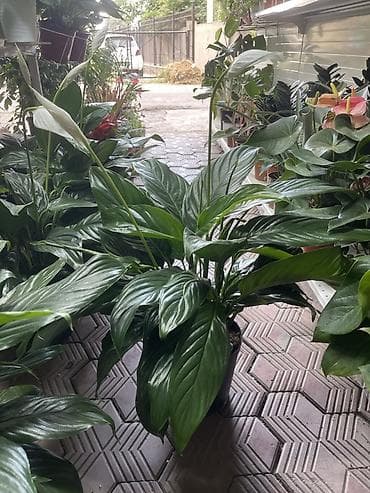 Спатифиллум (Spathiphyllum), крупный куст в горшке - Эффектное at lalafo.kg Спатифиллум (Spathiphyllum), крупный куст в горшке - Эффектное