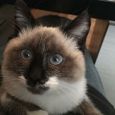 сиамский котенок: Мышык бекер берилет: Сиам, 5 айлык, Ургаачы — 1