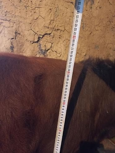 телята молочные: Продаю | Бык (самец) | На откорм | Привязанные — 5