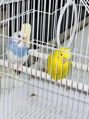 круглые аквариумы: Волнистые попугаи с клеткой и аксессуарами - Пара волнистых попугаев — 2
