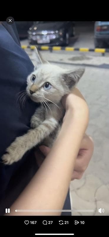 Отдам даром кошку: Котёнок 2 месяца ищет дом! Отдам с полным набором для жизни 🐱 — 1