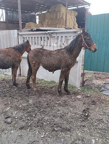 Башка жаныбарлар: Сатам | Бээ (ургаачы) | Жумушка | Асыл тукумдуу — 8