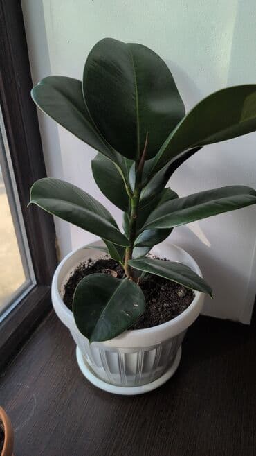 Фикус эластика (каучуконосный), сорт с крупными тёмно‑зелёными