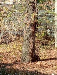 семена грецкого ореха: Дрова Карагач, Самовывоз — 3