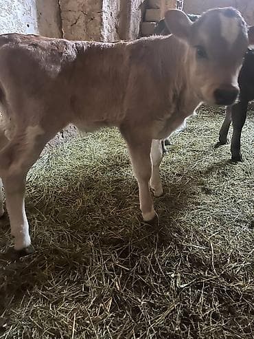 Другие животные: Продаю | Музоо, торпок | Алатауская | На откорм | Искусственник — 7