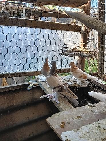 николаевские голуби: Продаю молодых голубей 1 шт стоит пятьсот сом окончательно родители — 6