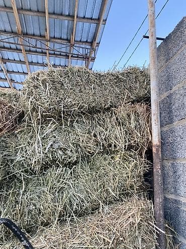 Сено в тюках - Заготовлено в рулонах малого формата (прямоугольные