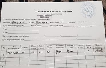 Продаю | Овца (самка), Ягненок | Арашан