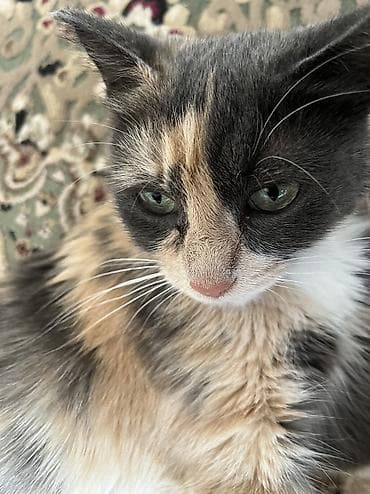 кошки парода: 2 года, Девочка — 3