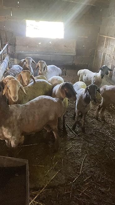 телята месячные: Продаю | Баран (самец) | На забой — 2