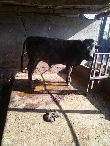 показы 1 354 72 договорная кошка даром британская короткошёрстная 1 год мальчик метис 2 позвонить написать: Сатам | Бука (эркек) | Бордоп семиртүү үчүн | Байланган — 2