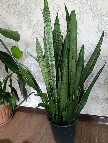 сансевиерия бишкек: Комнатные растения в горшках: 1) Сансевиерия (Sansevieria — 1