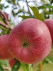 Превосходный