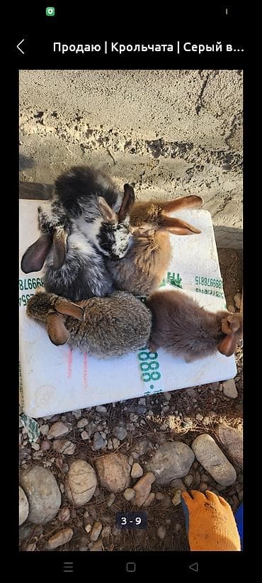 Зоотовары: Продаю | Крольчата | Для разведения — 3