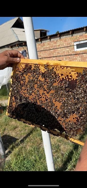 куплю пчелопакеты: 🐝 Продаются Семья Дадана Порода: Карника Комплектация: 4+2 — 4 — 4