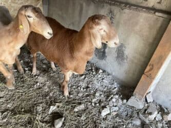 продажа щенков немецкой овчарки с документами в бишкеке: Продаю | Овца (самка) | Арашан, Гиссарская | Для разведения | Ягнившаяся, Матка — 13