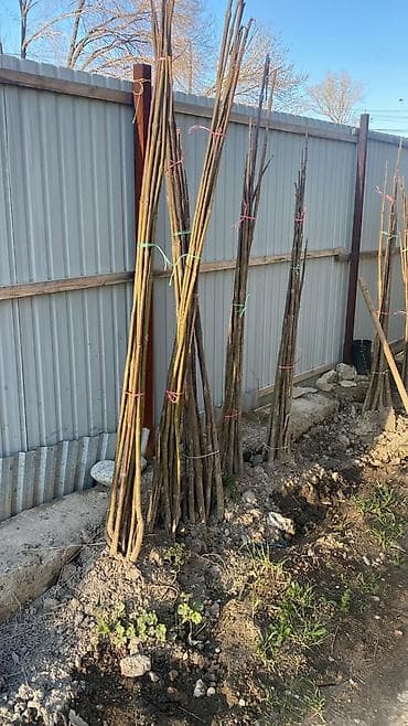 штамбовые: Ту я можжевельники разной формы ( спираль бонсай, пирамида глобус — 9