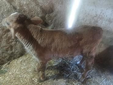 эшек фото: Продаю | Тёлка | Для разведения — 2